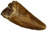 Serrated Raptor Tooth - Real Dinosaur Tooth #300934-1